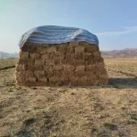 یونجه کشت دوم