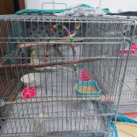 دو جفت عروس هلندی