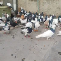 کفتر|پرنده|مشهد, شهید معقول|دیوار