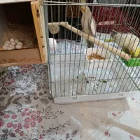 عروس هلندی نرو ماده شاه تخم 10عدد|پرنده|ری, تقی آباد|دیوار