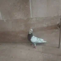 کبوتر تهرانی  گرفتنی