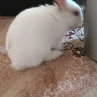 خرگوش یکماه ونیم ، تمیز، اروم، بی ازار مودب|موش و خرگوش|بهبهان, |دیوار