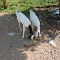 dhg|حیوانات مزرعه|اهواز, کوروش|دیوار