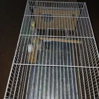 عروس هلندی