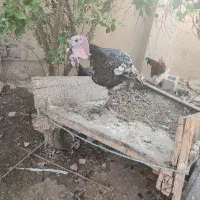 فروش بوقلمون