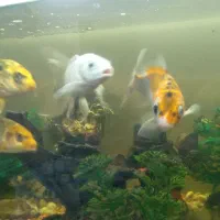 ماهی کوی باله بلند سالم|ماهی|مشهد, رباط طرق|دیوار