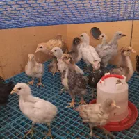 فروش جوجه ایام .ویاندوت.برهما.اراکانا.|حیوانات مزرعه|شیراز, شهرک کوشکک|دیوار
