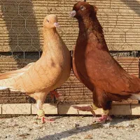 نروماده سرخ دم سفید زرد دم سفید اس اس