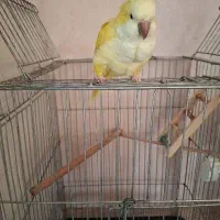 طوطی راهب لوتینو،زرد|پرنده|اسلام‌شهر, شهرک مفیدی|دیوار