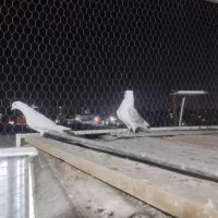 کبوتر یکت کاکلی نر|پرنده|ماهدشت, |دیوار