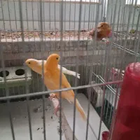 فروش60عددقناری|پرنده|باغ بهادران, |دیوار