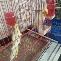 دوعدد عروس هلندی نر و ماده|پرنده|نورآباد, |دیوار