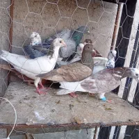 کفتر کبوتر سوسکی
