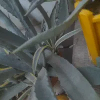 گل ابلق اگاو