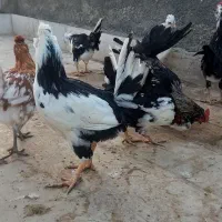 خروس گلین اصل  فول ریش کاکل چهل تاج