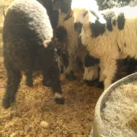 بره چاق|حیوانات مزرعه|خرمشهر, |دیوار