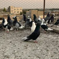 کبوتر یا کفتر|پرنده|ری, عباس‌آباد|دیوار
