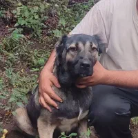 سگ سرابی ماده|سگ|املش, |دیوار