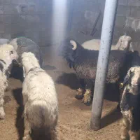 انواع بره نرو ماده کوچیک و بزرگ