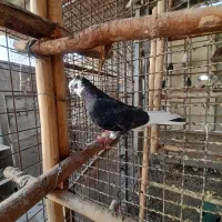کبوتر ..کفتر|پرنده|کرج, بنیاد|دیوار
