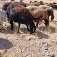 چهار راس میش قزل و قارا قزل  درجی یک یک|حیوانات مزرعه|کوثر, |دیوار