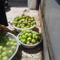 انجیر محلی
