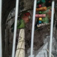 کوتوله ماده|پرنده|مشهد, منزل آباد|دیوار