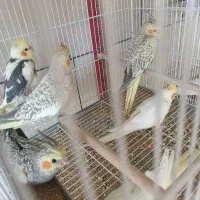 جوجه عروس تازه دونه خور