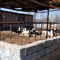 اجاره دامداری ،در نوشین شهر|اجارهٔ دفتر صنعتی، کشاورزی، تجاری|نوشین شهر, |دیوار