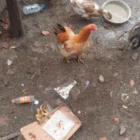 فروش مرغ برهما