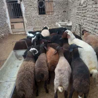 گوسفند بره نر و ماده