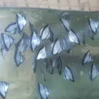 اکواریوم امیر|ماهی|اردبیل, |دیوار