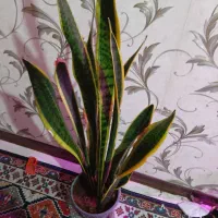 گل سانسوریا ابلق