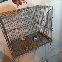 قفس غلامی سهره اصل ریز بافت