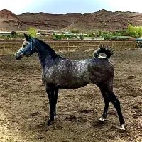 مادیان عرب دوسر وارداتی