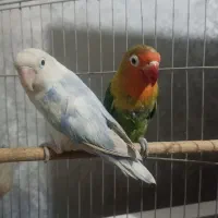 طوطی برزیلی