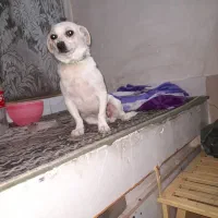 سگ گمشده