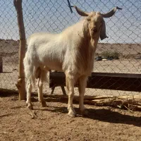 نری بذری|حیوانات مزرعه|سیرجان, |دیوار