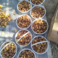 رطب برحی|خوردنی و آشامیدنی|تهران, آرژانتین|دیوار