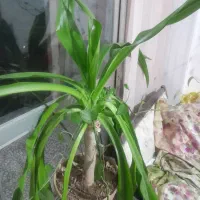 گل موزی فروشی