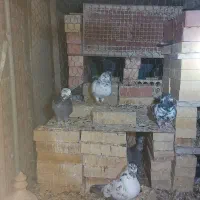 کبوتر پرشی اوکی