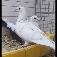 کبوتر