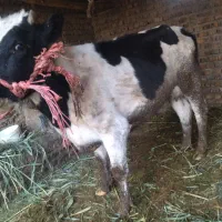 گاو شیری بدون گوساله