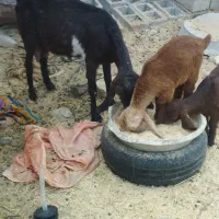 مری کل با دوکهر نرماده|حیوانات مزرعه|زابل, |دیوار