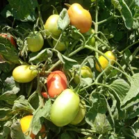 فروش گوجه