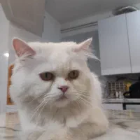 گربه|گربه|ملارد, |دیوار