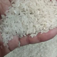 سلام برنج تایلندی