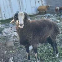 نر ۱۴ ماهه فروش