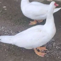 فروش اردک