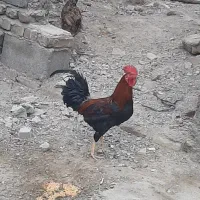 مرغ وخروس فروش فوری